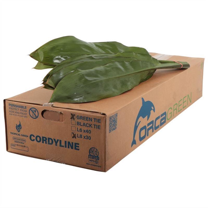 <h4>Cord. Green Tie Vacuum Orca</h4>