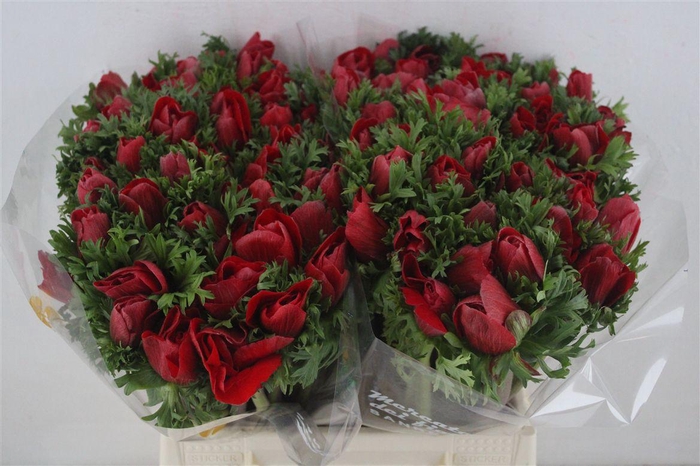 <h4>Anem Mistral Red</h4>