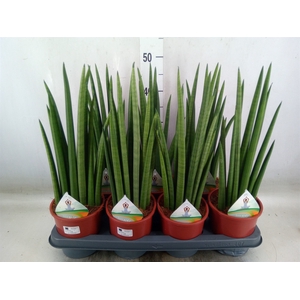 Sansevieria   ...