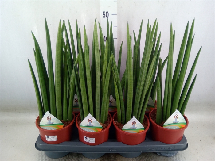 <h4>Sansevieria   ...</h4>