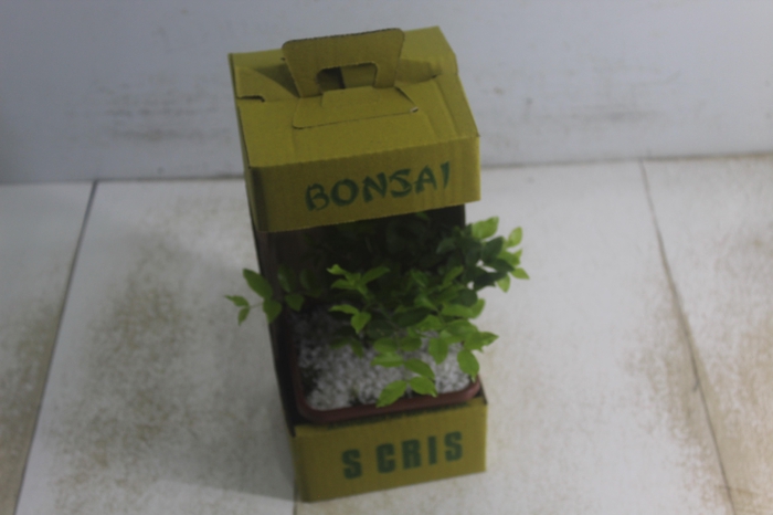 <h4>BONSAI JUNIOR VASO PLASTICO 1.1L</h4>