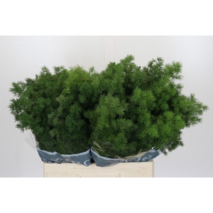 Asparagus Umbellatus