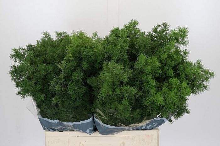 <h4>Asparagus Umbellatus</h4>