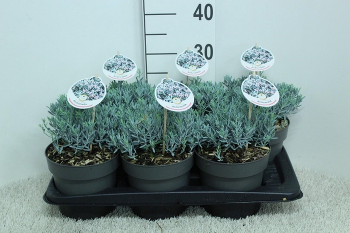 <h4>Andromeda pol. 'Blue Lagoon' P17 (potgekweekt)</h4>