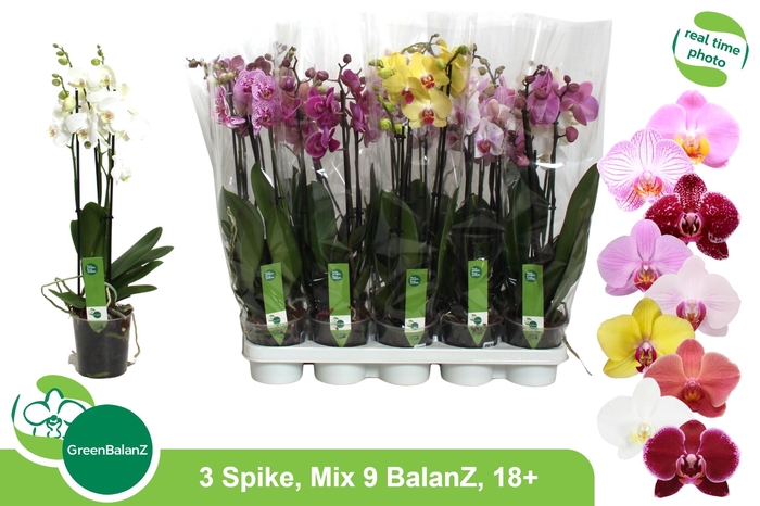 <h4>PHAL GEM 9 KL</h4>