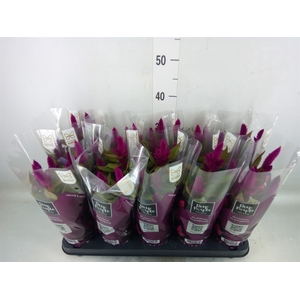 Celosia spic. 'Deep Purple'