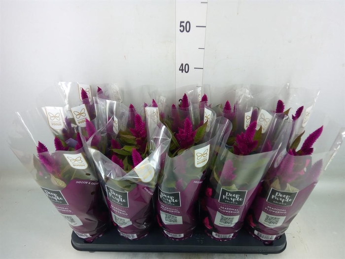 <h4>Celosia spic. 'Deep Purple'</h4>