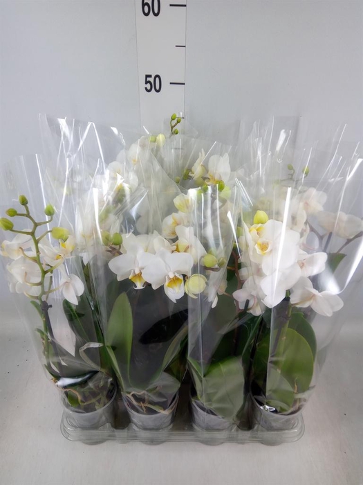 <h4>Phalaenopsis multi.   ...white</h4>