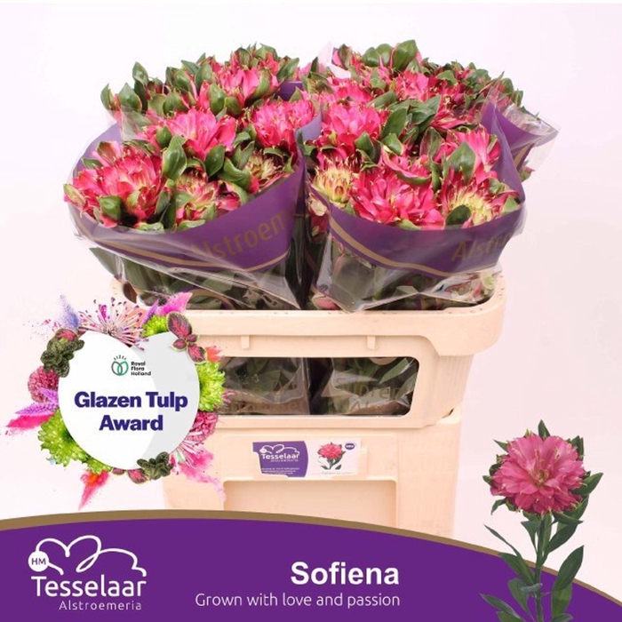 <h4>ALSTROEMERIA SOL. 'FASHION SOFIENA'</h4>