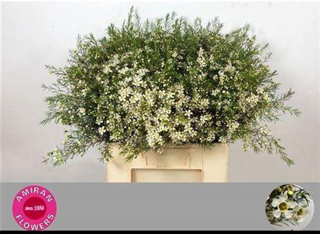 <h4>Chame Un White Star</h4>