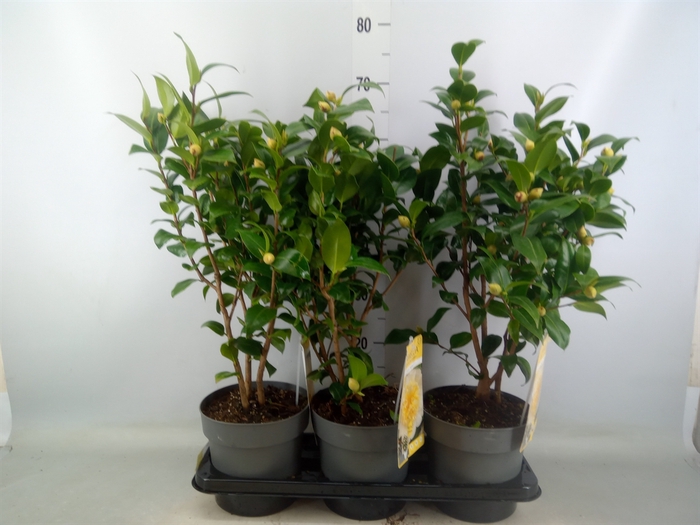 <h4>Camellia japonica</h4>