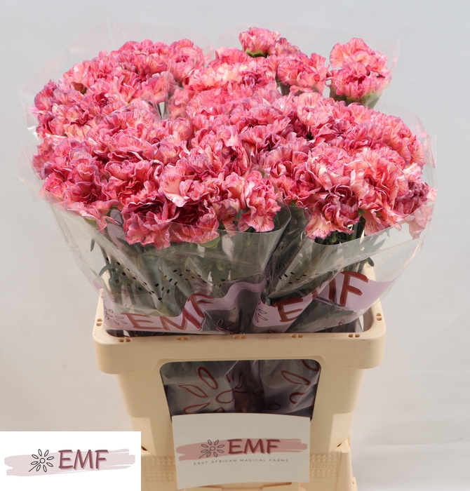 <h4>DI ST OCASO+</h4>