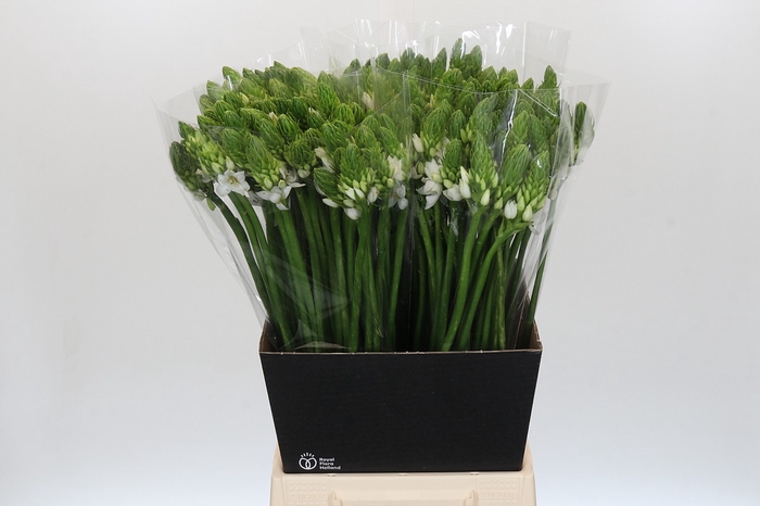 <h4>Ornithogalum Mount Fuji</h4>