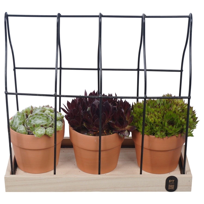 <h4>Arr. Sempervivum L%</h4>