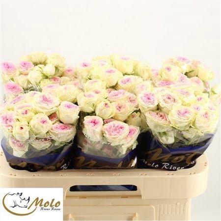 <h4>R Tr Gelato</h4>