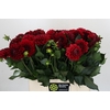 Dahlia Cognac Brandy