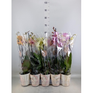 Phalaenopsis   ...mix