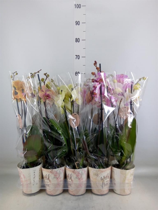 <h4>Phalaenopsis   ...mix</h4>