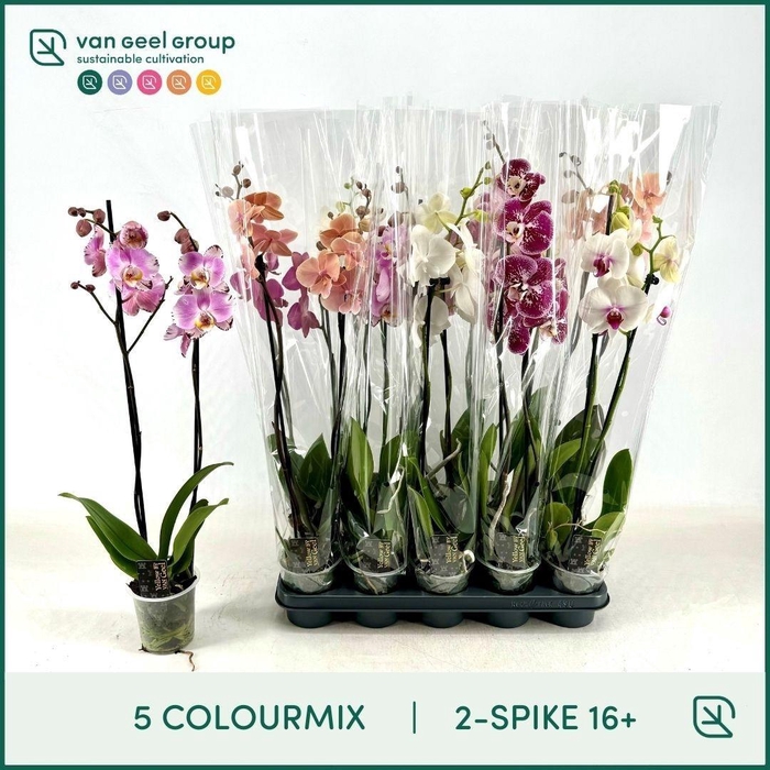 <h4>PHAL GEM 5 KL</h4>