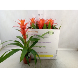 Guzmania  'Suerte Orange'