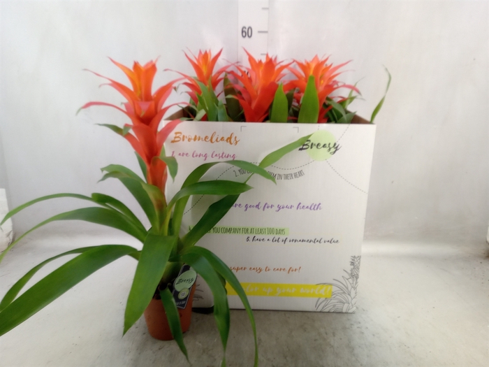 <h4>Guzmania  'Suerte Orange'</h4>