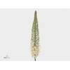 EREMURUS LINE DANCE