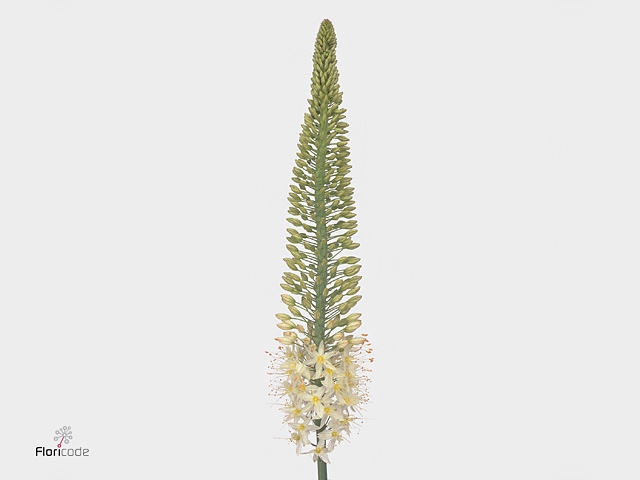 EREMURUS LINE DANCE