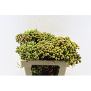 Kaaps Berzelia Abratanoides