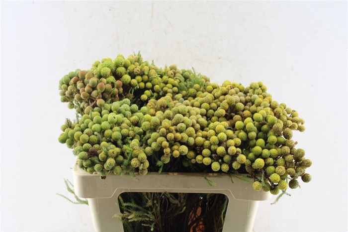 <h4>Kaaps Berzelia Abratanoides</h4>