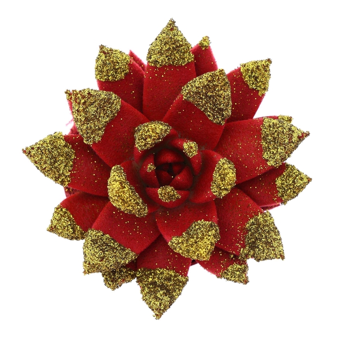 <h4>Echeveria  'Miranda'</h4>