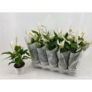 Anthu An Bandolero White 4-6