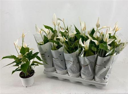 <h4>Anthu An Bandolero White 4-6</h4>