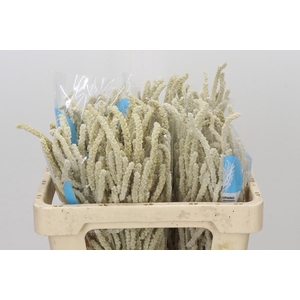 Amaranthus Yearming Desert