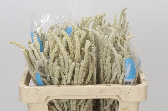 Amaranthus Yearming Desert