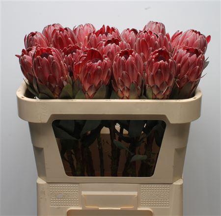 Protea Sharon No Leaves