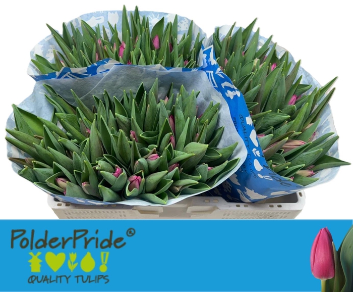 <h4>TU EN PINK ARDOUR</h4>