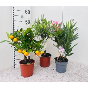Algarve Mix Citrus, Oleander & Olea