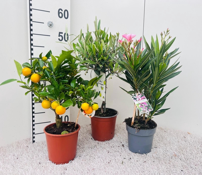 <h4>Algarve Mix Citrus, Oleander & Olea</h4>