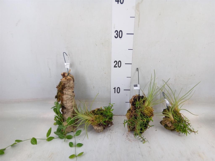 <h4>Planten   ... L%</h4>