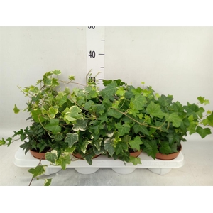 Hedera helix   ...mix 3