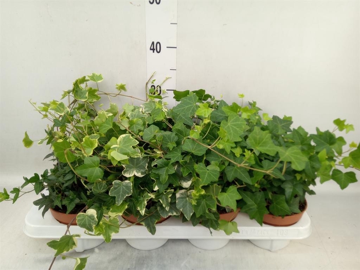 <h4>Hedera helix   ...mix 3</h4>