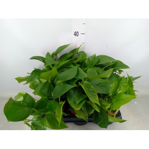 Epipremnum   ...