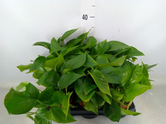<h4>Epipremnum   ...</h4>