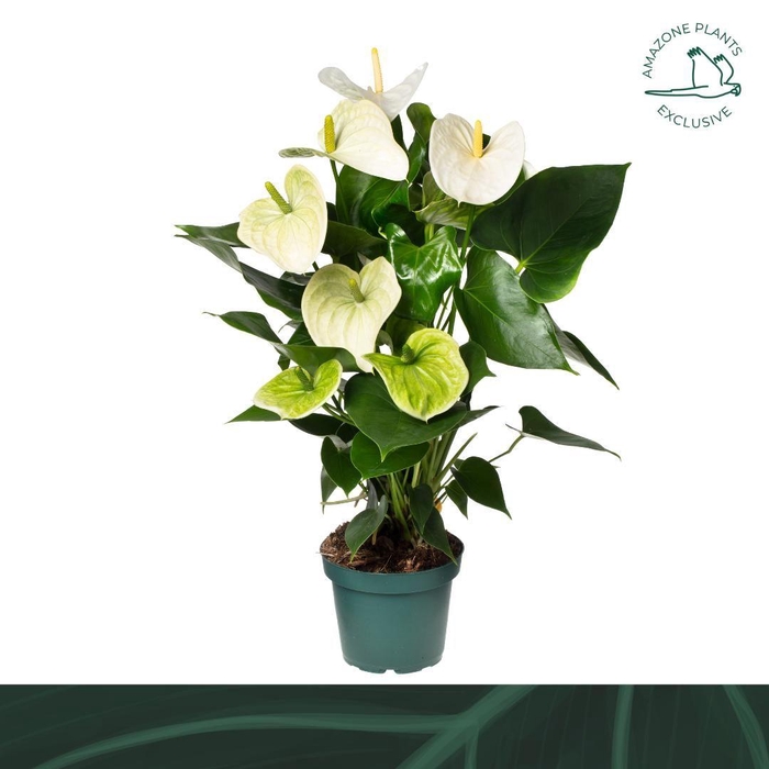 <h4>Anthurium Samora 14cm</h4>