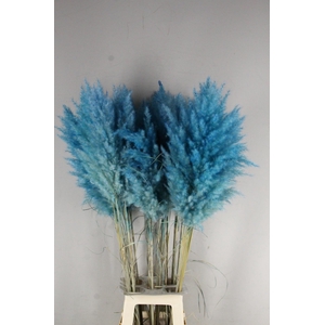 DF Pampas 115cm Turquoise