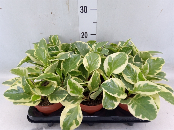 <h4>Peperomia obt. 'Variegata'</h4>