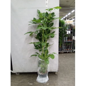 Schefflera actin. 'Amate'