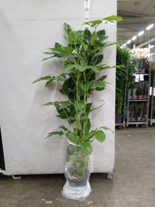 <h4>Schefflera actin. 'Amate'</h4>
