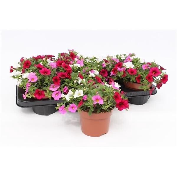 <h4>Calibrachoa Cabaret Mixmasters Pink Paradise</h4>