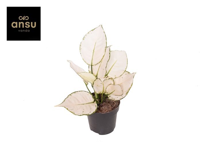 <h4>Aglaonema White Joy</h4>